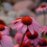 Flower How to Change a Belief