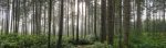 Douglas-Fir-Blog-Banner